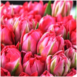 tulipan-podwojny-rozowy-flash-point-cebulki-10-szt-gratis