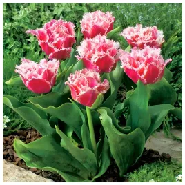 tulipan-double-strzepiasty-queensland-cebulki-10-szt-gratis