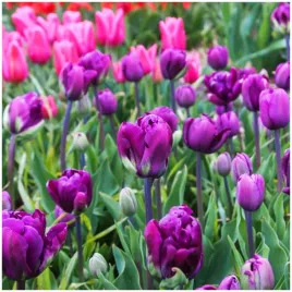 tulipan-pelny-fioletowy-alicante-cebulki-10-szt-gratis