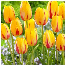 tulipan-zolto-czerwony-cebulki-50-szt-gratis