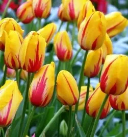 tulipan-zolto-czerwony-cebulki-5-szt-gratis