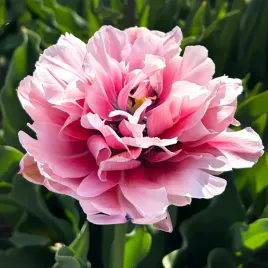 tulipan-pelny-love-whisper-cebulki-5-szt-gratis