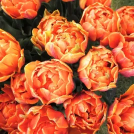 tulipan-pelny-pomaranczowy-valdivia-cebulki-1-szt-gratis