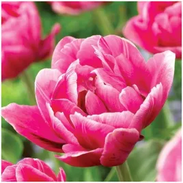tulipan-pelny-rozowy-pink-cameo-cebulki-10-szt-gratis
