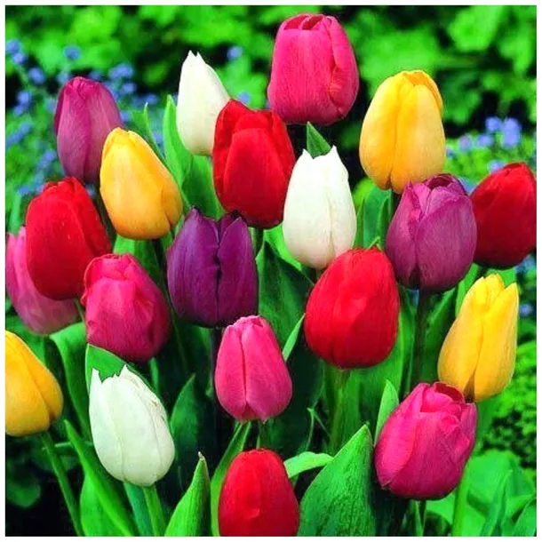 TULIPAN zestaw MIX MIESZANKA KOLORÓW cebulki 50 szt. + GRATIS