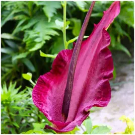 lilia-smocza-czarna-egzotyczna-dracunculus-vulgaris-bulwa-1-szt-gratis