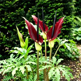 lilia-smocza-czarna-egzotyczna-dracunculus-vulgaris-bulwy-3-szt-gratis