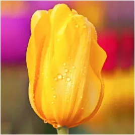tulipan-zolty-klasyczny-cebulki-50-szt-gratis