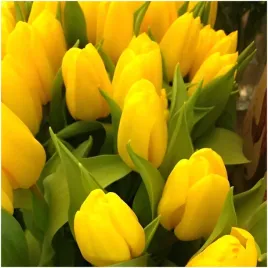 tulipan-zolty-klasyczny-cebulki-50-szt-gratis