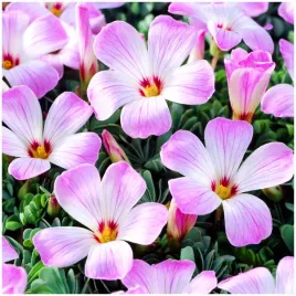 szczawik-chilijski-oxalis-adenophylla-cebulki-5-szt-gratis
