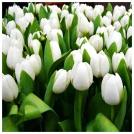 tulipan-purissima-bialy-cebulki-50-szt-gratis