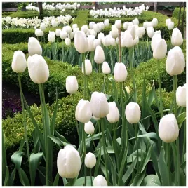 tulipan-purissima-bialy-cebulki-50-szt-gratis