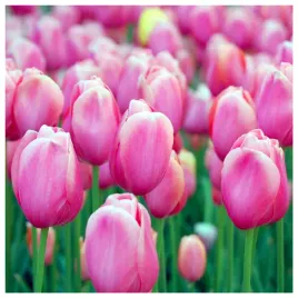 tulipan-rozowy-cebulki-50-szt-gratis