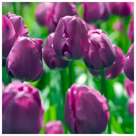 tulipan-fioletowy-purple-flag-cebulki-5-szt-gratis