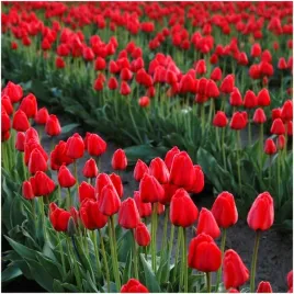 tulipan-czerwony-cebulki-50-szt-gratis