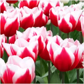 tulipan-bialo-czerwony-leen-van-der-mark-cebulki-5-szt-gratis