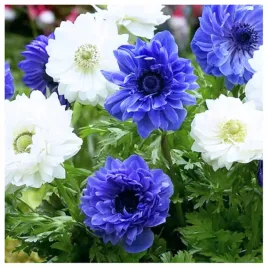 anemon-cebulki-zawilec-mix-niebieski-bialy-20-szt-gratis