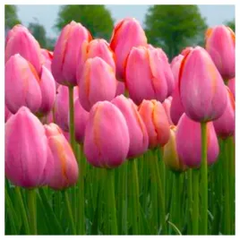 tulipan-rozowy-jasny-cebulki-50-szt-gratis