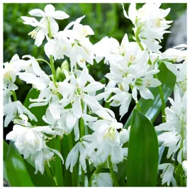 cebulica-cebulki-syberyjska-scilla-syberica-alba-biala-50-szt-gratis