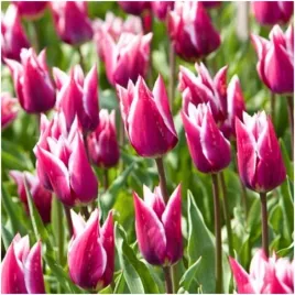 tulipan-lilioksztaltny-fioletowo-bialy-claudia-cebulki-10-szt-gratis