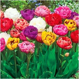 tulipan-double-zestaw-mixed-cebulki-5-szt-gratis