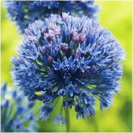 czosnek-ozdobny-blekitny-cebulki-allium-caeruleum-5-szt-gratis