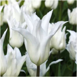 tulipan-bialy-lilioksztaltny-white-triumphator-cebulki-20-szt-gratis