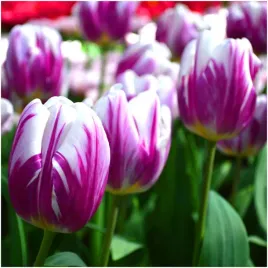 tulipan-cebulki-klasyczny-bialo-fioletowy-white-purple-50-szt-gratis