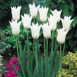 tulipan-bialy-lilioksztaltny-white-triumphator-cebulki-5-szt-gratis
