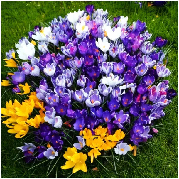 KROKUS zestaw MIX KOLORÓW cebulki 500 szt. + GRATIS