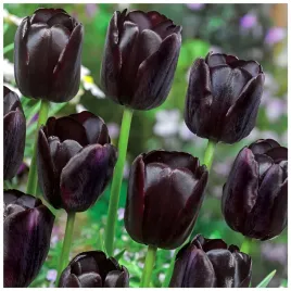 tulipan-czarny-queen-of-night-cebulki-5-szt-gratis