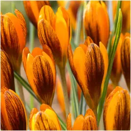 krokus-ognisty-orange-monarch-cebulki-100-szt-gratis