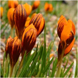 krokus-ognisty-orange-monarch-cebulki-100-szt-gratis