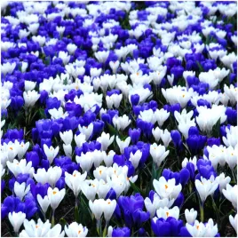 krokus-zestaw-mix-niebieski-bialy-cebulki-100-szt-gratis