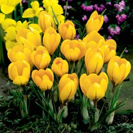 krokus-wiosenny-zolty-romance-cebulki-50-szt-gratis