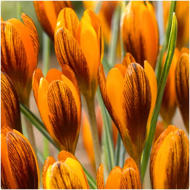 KROKUS OGNISTY ORANGE MONARCH cebulki 10 szt. + GRATIS
