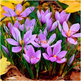 krokus-jesienny-sativus-szafran-uprawny-cebulki-10-szt-gratis