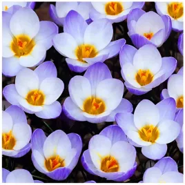 krokus-wiosenny-bialo-fioletowy-cebulki-100-szt-gratis