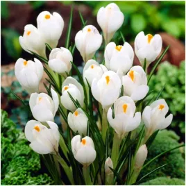 krokus-bialy-joanna-d-arc-cebulki-10-szt-gratis