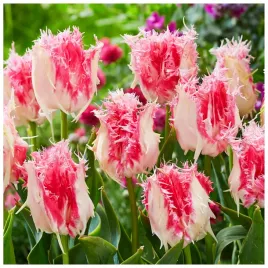 tulipan-strzepiasty-drakensteyn-cebulki-5-szt-gratis