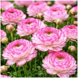 jaskier-ranunculus-picotee-pink-cebulki-5-szt-gratis
