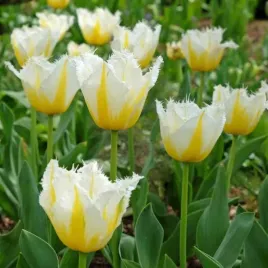 tulipan-strzepiasty-lemon-beauty-cebulki-1-szt-gratis