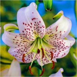 lilia-tygrysia-white-tiger-cebulki-3-szt-gratis