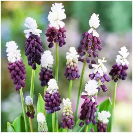 muscari-szafirek-balo-fioletowy-grape-ice-cebulki-50-szt-gratis