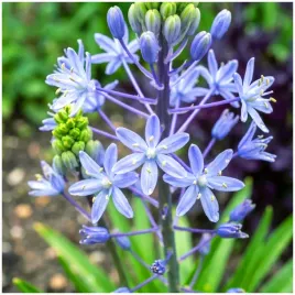 cebulica-scilla-blue-arrow-cebulki-3-szt-gratis