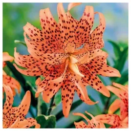 lilia-tygrysia-pelna-flore-pleno-cebulki-1-szt-gratis