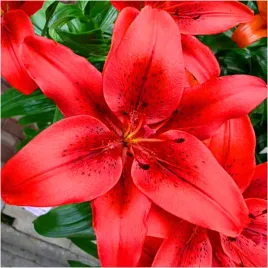 lilia-drzewiasta-czerwona-red-cebulki-10-szt-gratis