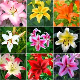 lilia-drzewiasta-zestaw-mix-kolorow-cebulki-10-szt-gratis