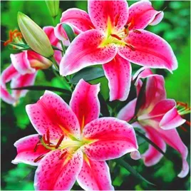 lilia-drzewiasta-rozowa-stargazer-10-cebulki-gratis