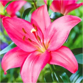lilia-drzewiasta-rozowa-pink-cebulki-10-szt-gratis